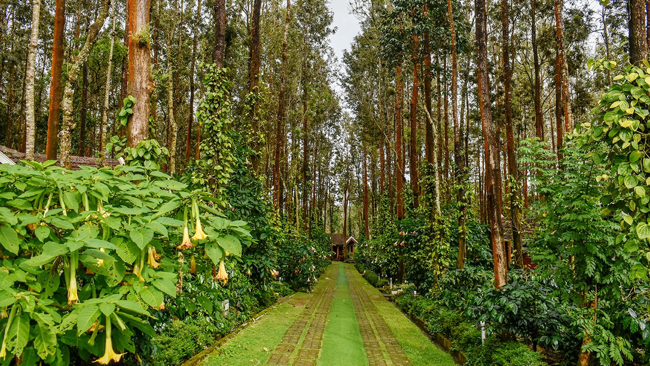 Coffee Grove Resort Chikmagalur — photo 4